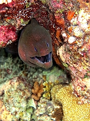 IMG_1440rf_Maldives_Madoogali_House reef_Murene javanaise_Gymnothorax javanicus